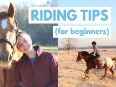 Best and Most excellent Horse Riding Tips for All Beginners to Rid Like a Pro.