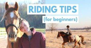 Best and Most excellent Horse Riding Tips for All Beginners to Rid Like a Pro.