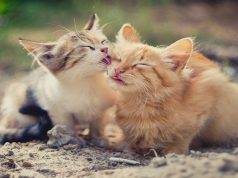 4 Effective Ways to Prevent Hairballs in Your Pet Cat