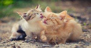 4 Effective Ways to Prevent Hairballs in Your Pet Cat