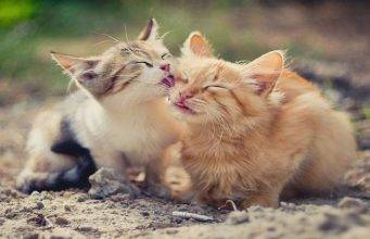 4 Effective Ways to Prevent Hairballs in Your Pet Cat