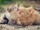 4 Effective Ways to Prevent Hairballs in Your Pet Cat
